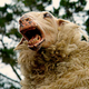 Illustration for article titled Use caution when using teeth to castrate lambs